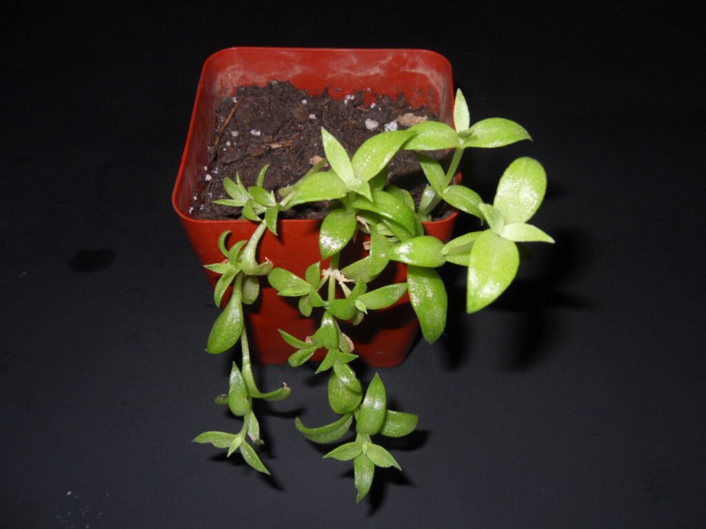 100 Withania Somifera (Ashwagandha) seeds