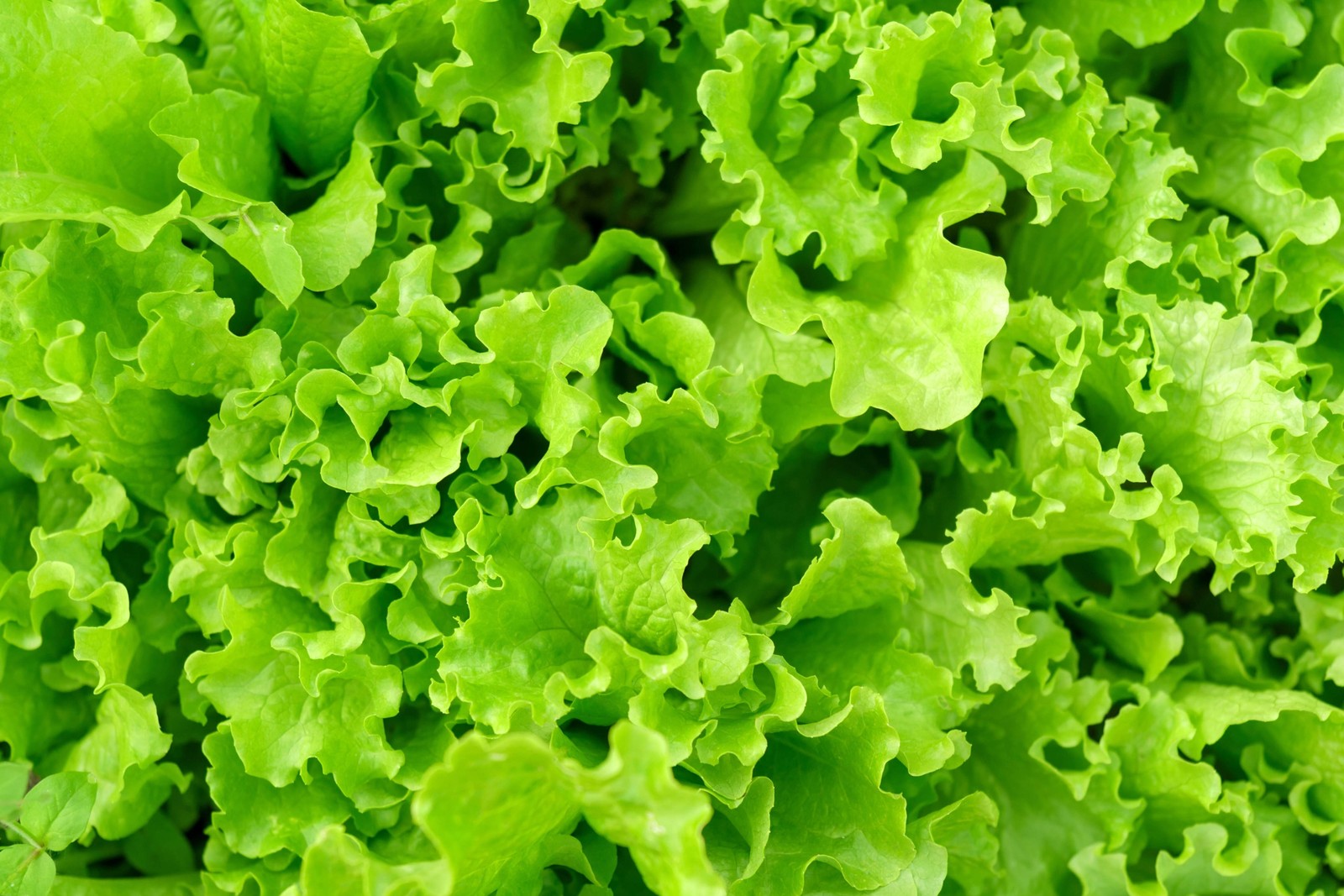 3000 Black Seeded Simpson LEAF LETTUCE Lactuca Sativa Vegetable Seeds