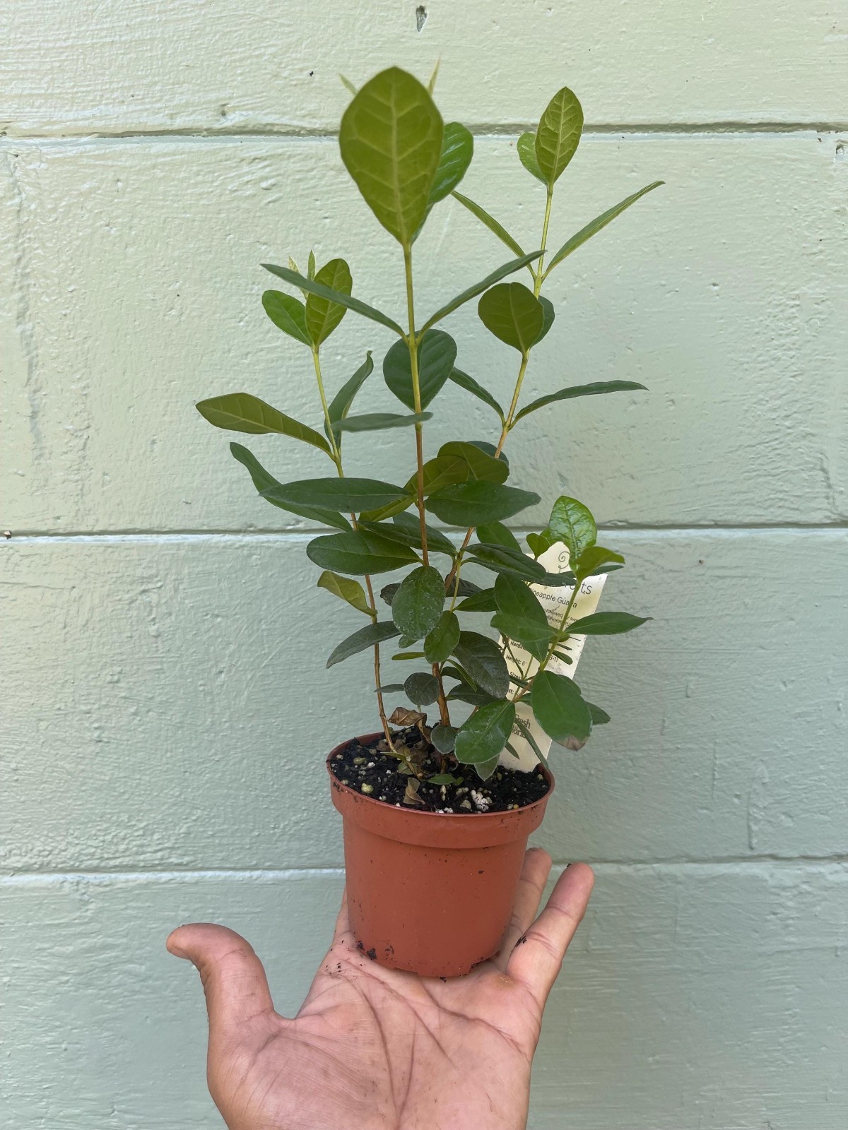 Pineapple Guava Live Plant Acca Sellowiana Edible Evergreen Fruit Shrub