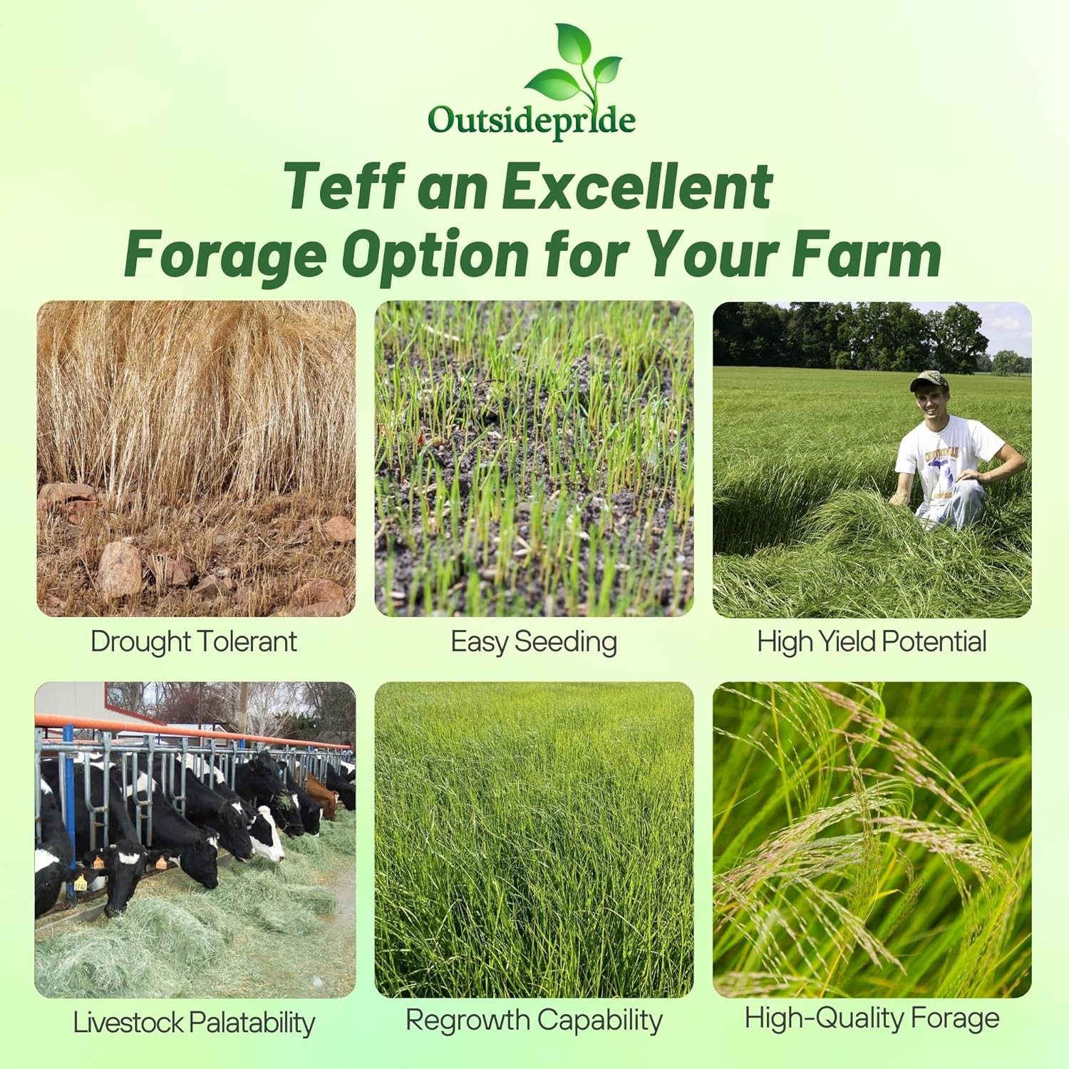 50 LBS – Coated Teff Annual Pasture Grass Seed For Cattle, Horses, & Livestock