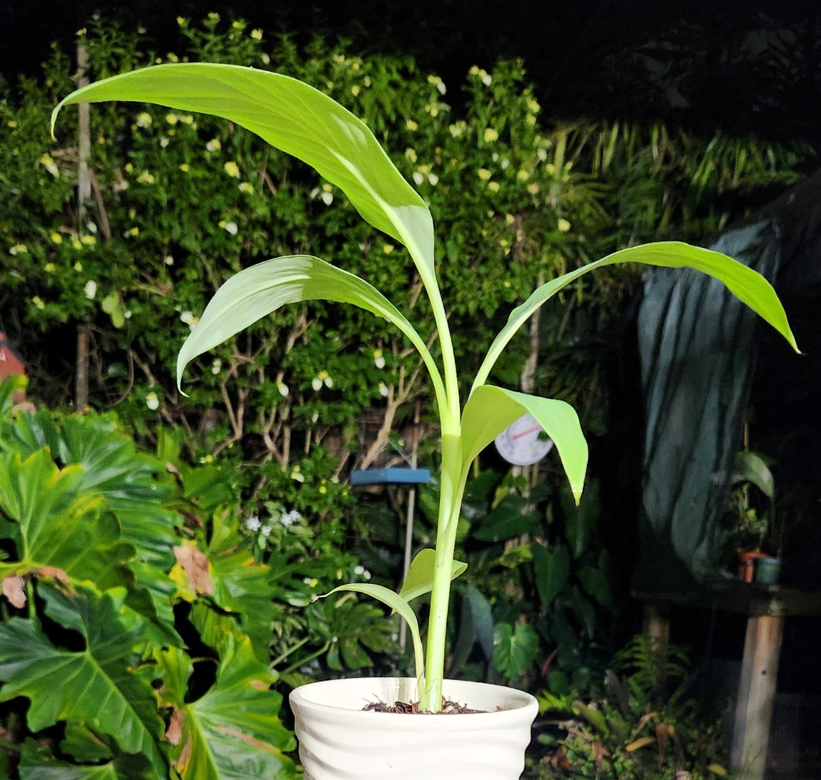 Musa Blue Java “Ice Cream” Banana Plant in 4″ Pot 11″ Tall 14″ Wide