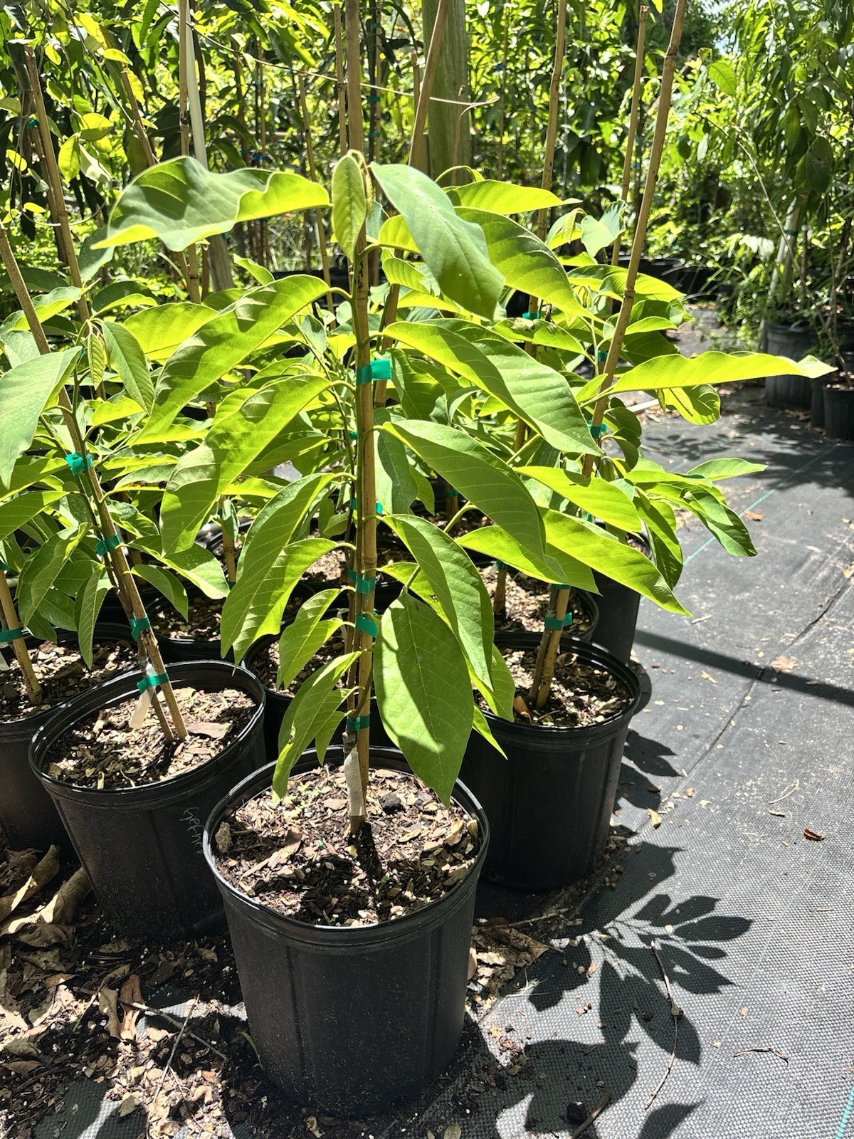 Lisa Atemoya Grafted 3 gl – 2-3 ft