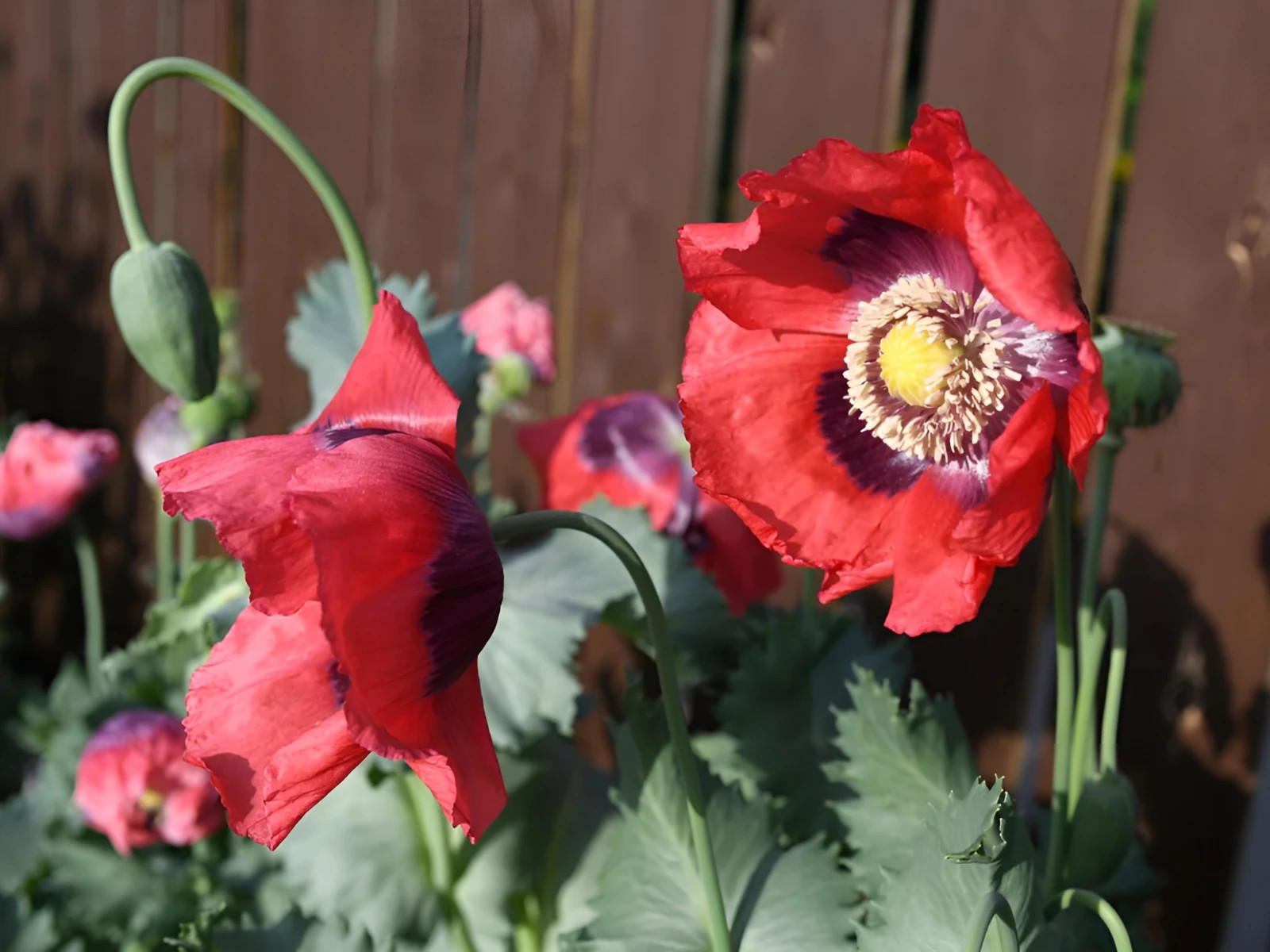 1,000 Turkish Red Poppy Seeds – P. Somniferum – Giant Scarlet Red Blooms