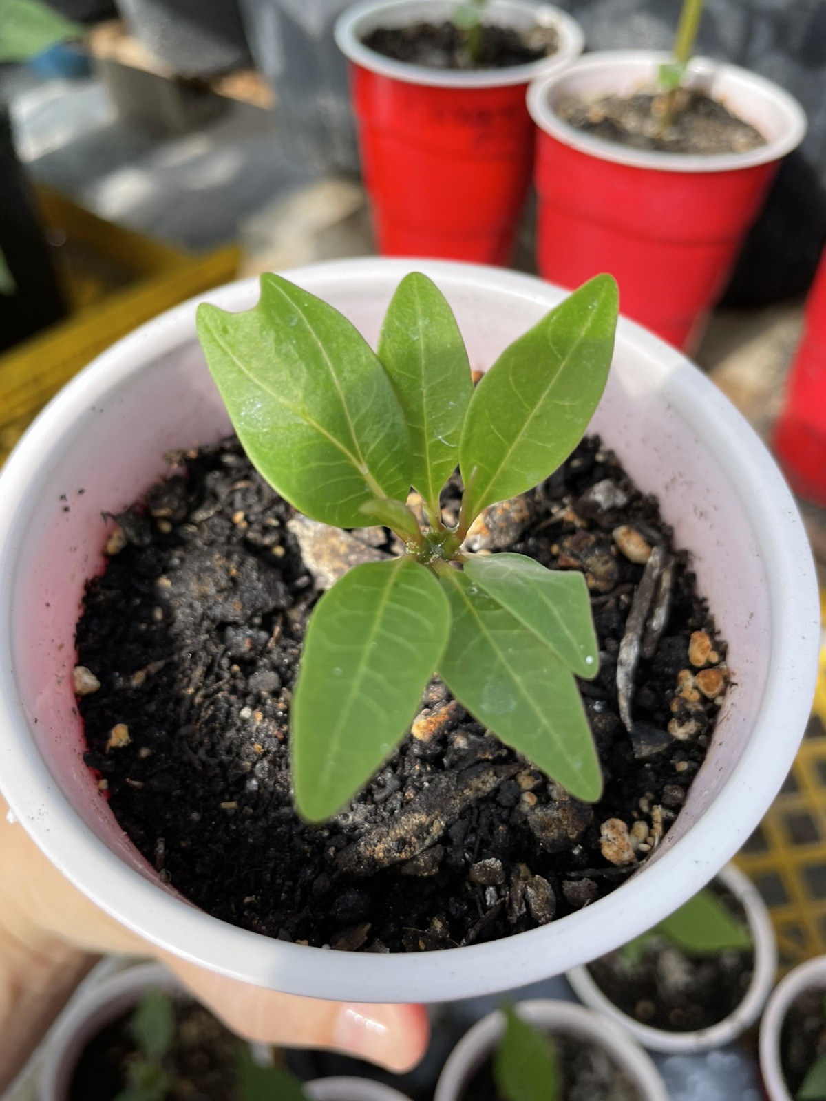 Mixed Thai Seeds bulk (Plumeria Kingdom)