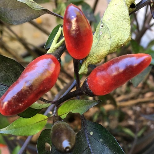 🌱NEW! Mexican Heirloom Chili Pequin Hot Pepper 20+ Seeds