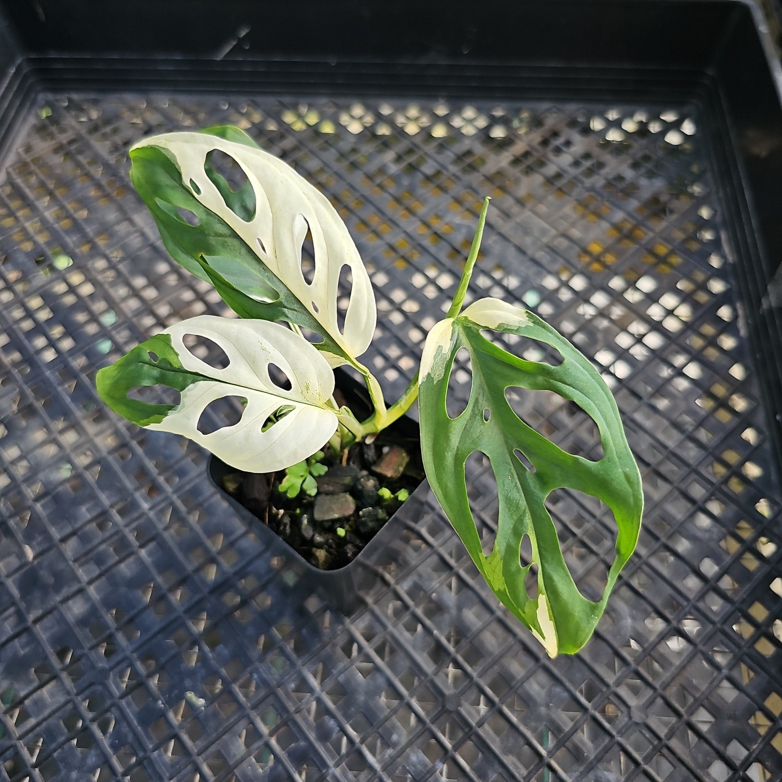 Monstera Adansonii Laniata Albo Variegated 2.5″ pot, Fedex 2day*