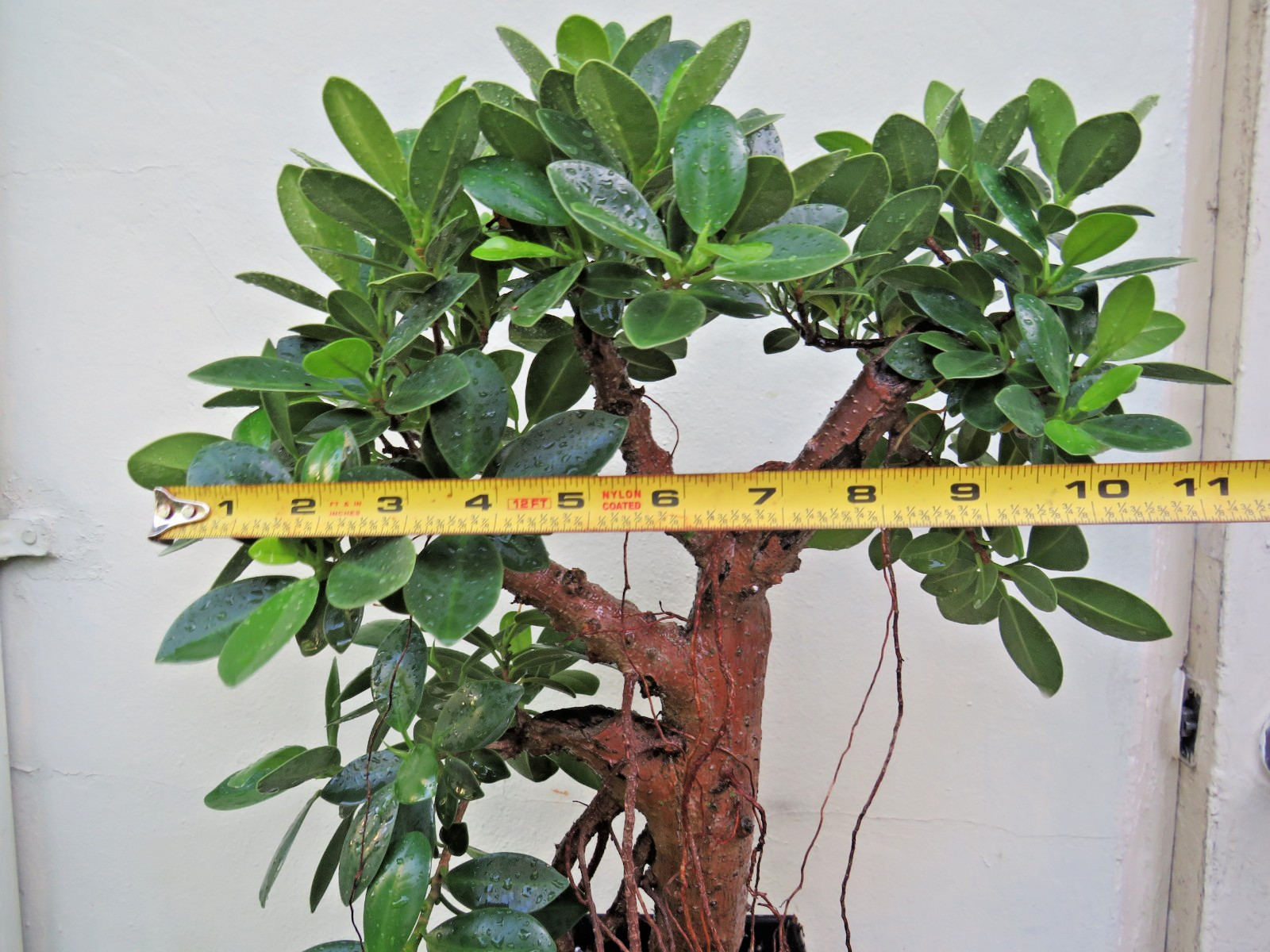 Ficus microcarpa Live Green Island Fig Tree Indoor, areal roots, Tropical Bonsai