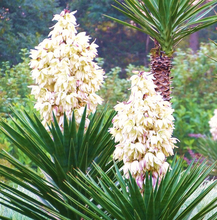 YUCCA ALOIFOLIA, rare Spanish Bayonet agave garden Dagger Plant seed – 15 SEEDS