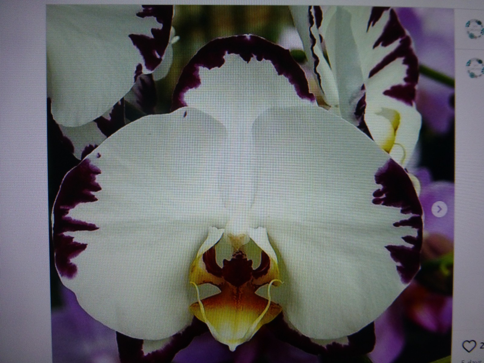 Phalaenopsis Orchid Phal. modern esquire In 2.5″ Pot
