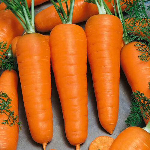 Red Cored Chantenay Carrot Seeds | 300 – 6,000 Seeds | Free Shipping | 1089