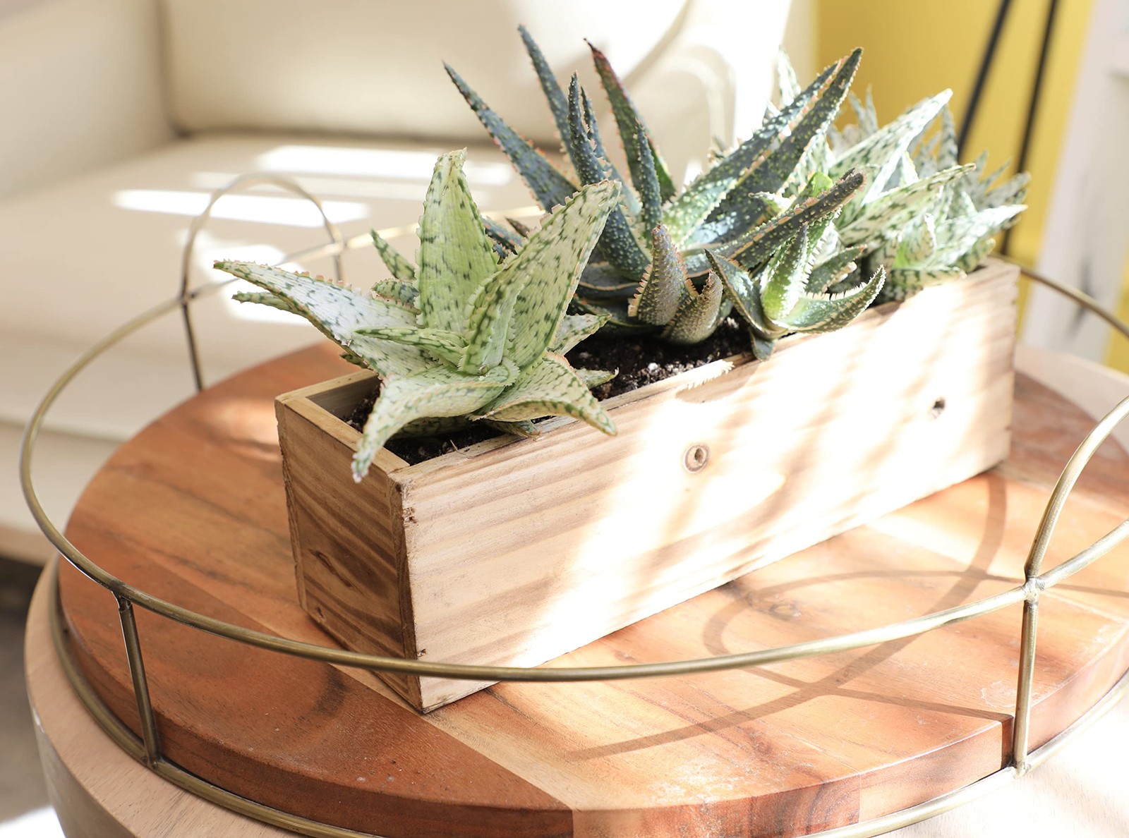 Live Aloe Plant Succulents (3 Pack), Succulents Plants Live in Potting Soil, …