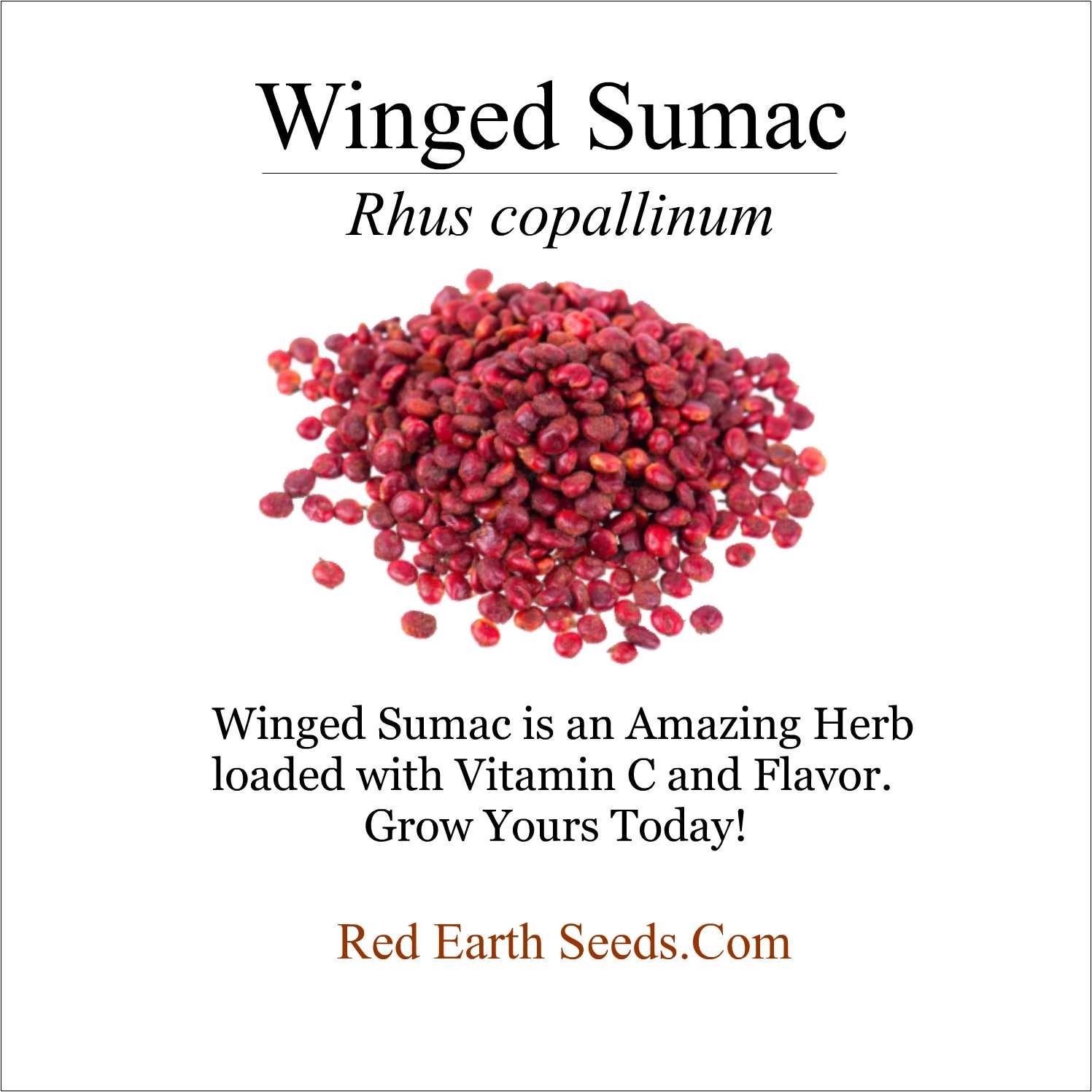 Winged Sumac – 50 seeds – Rhus copallinum