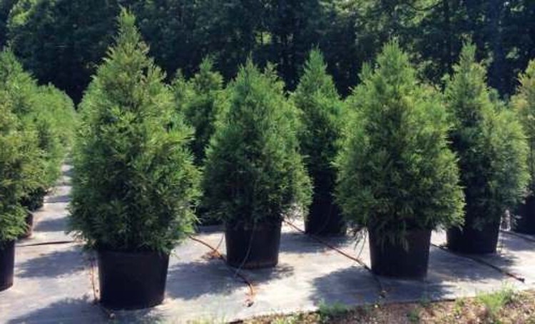 Cryptomerias Yoshino Cedars With Blue Green Summer Foliage Garden Live Quart Pot