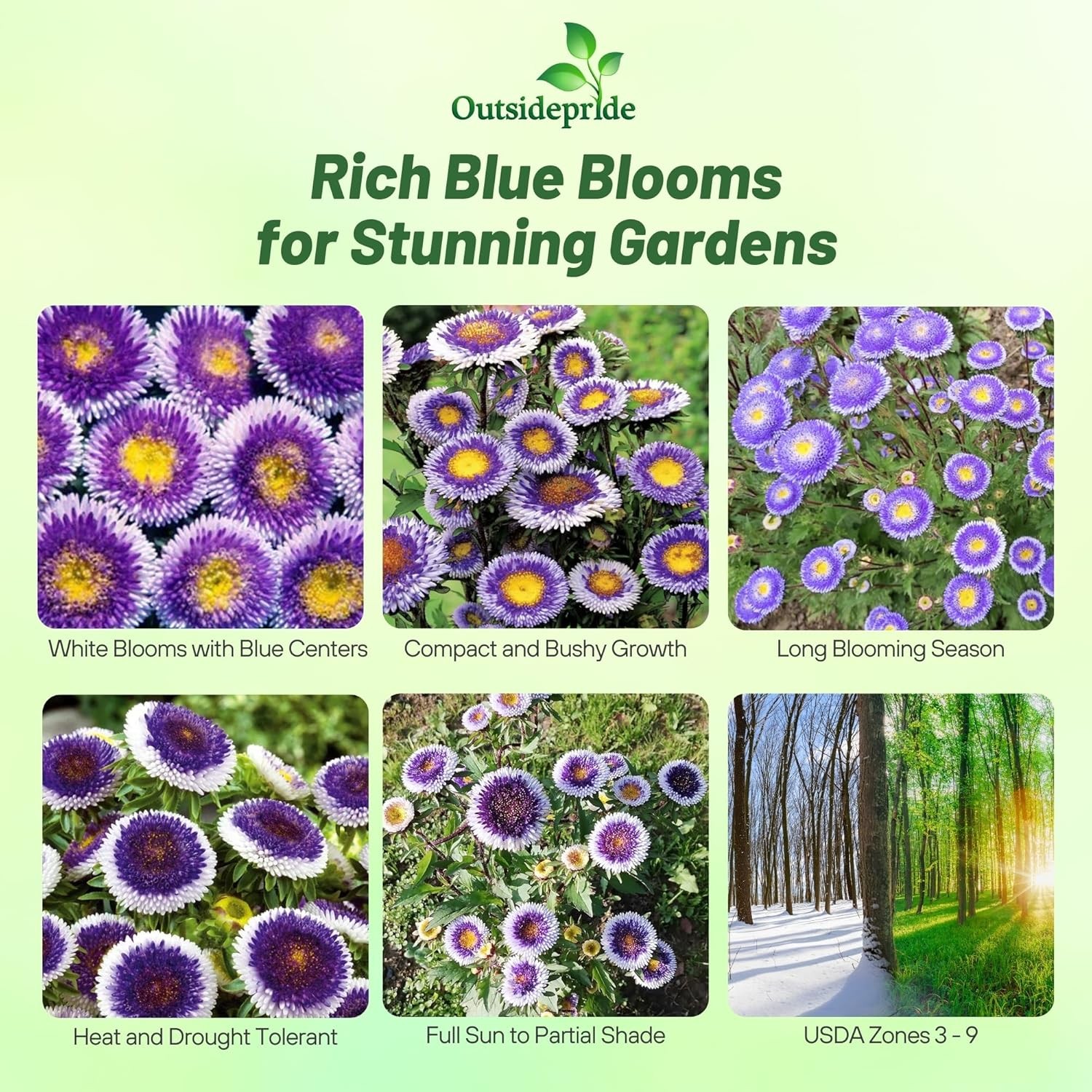 1000 Seeds Aster Seeds – Aster Callistephus Tall Pompon Blue Moon Flower Seed