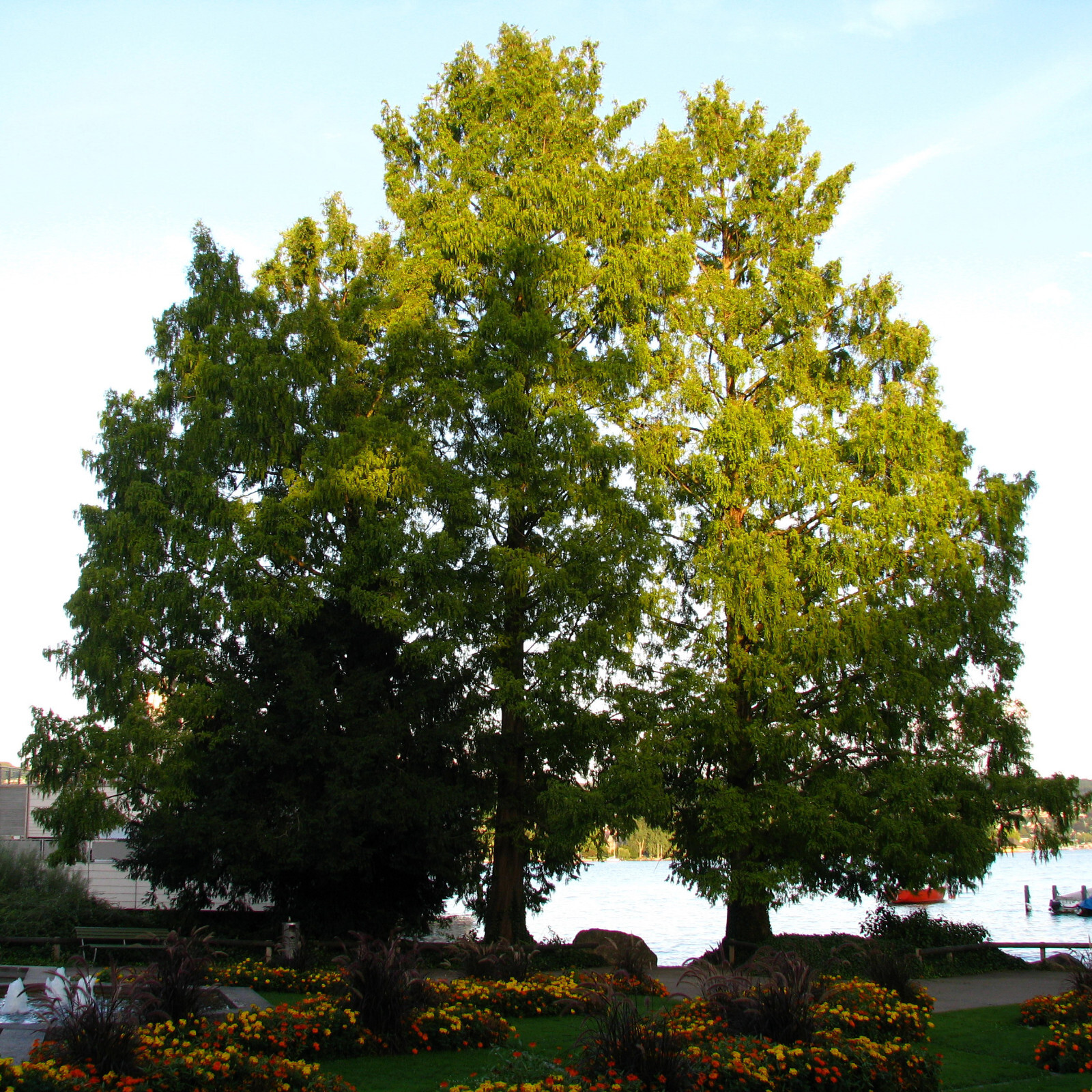 Dawn Redwood | Lot of 30 Tree Seedlings | The Jonsteen Company