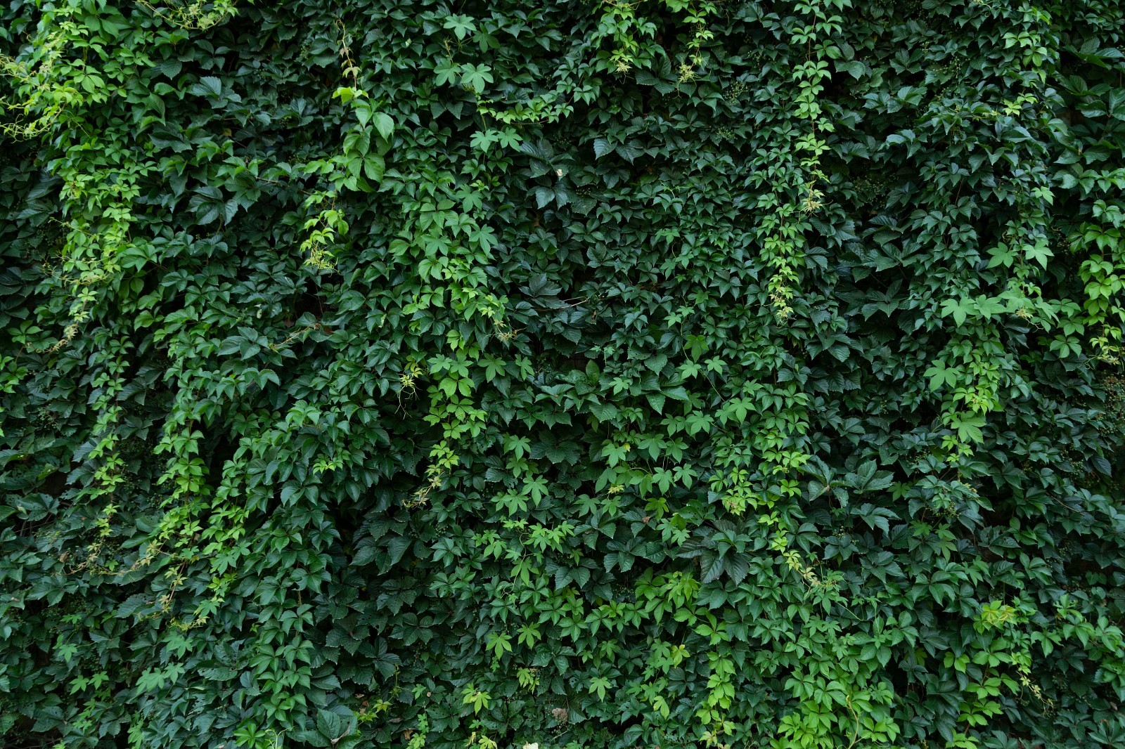 Boston Ivy Seeds 120ct Parthenocissus tricuspidata Climbing Vine Trellis