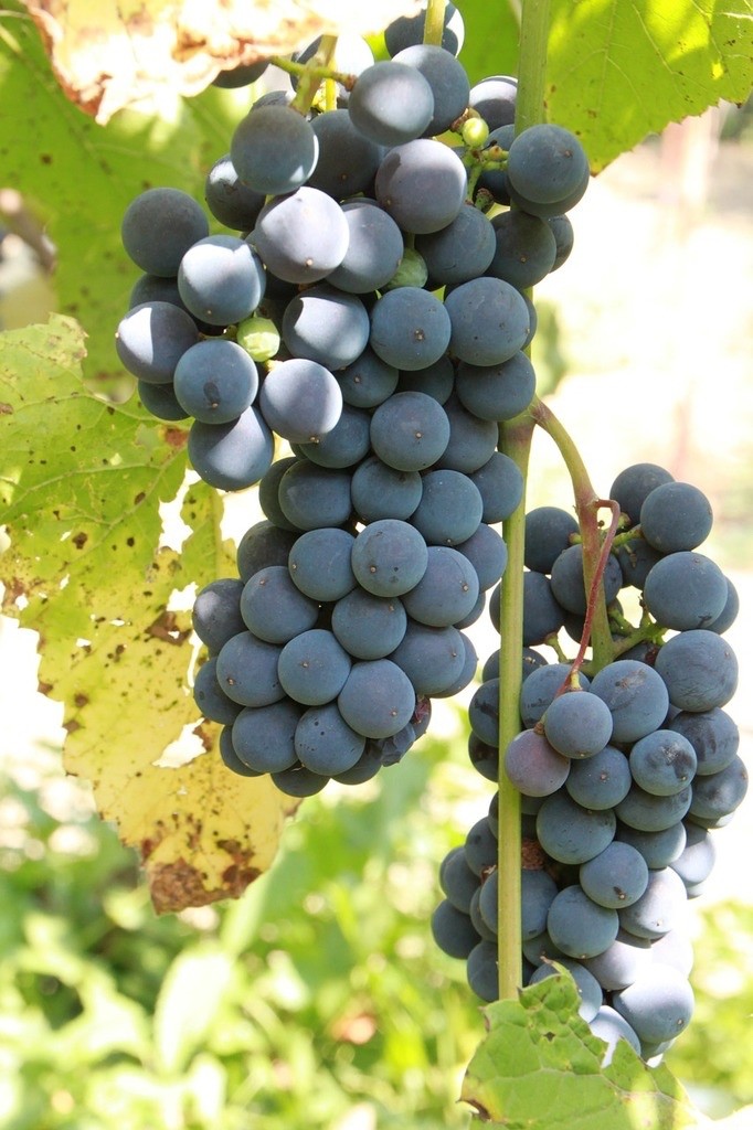 3 Concord Grape Vines, Bareroot good sized roots, free shipping!
