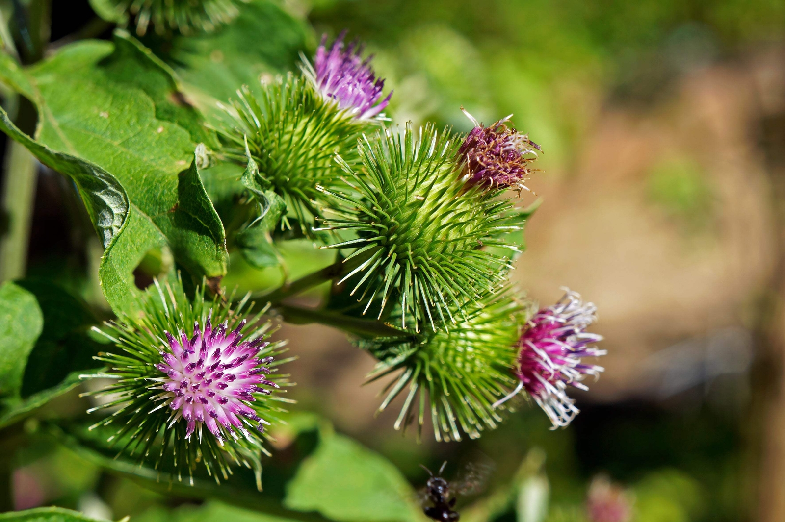 200 Great BURDOCK Arctium Lappa (Edible Burdock Cockle-Button) HERB Flower Seeds