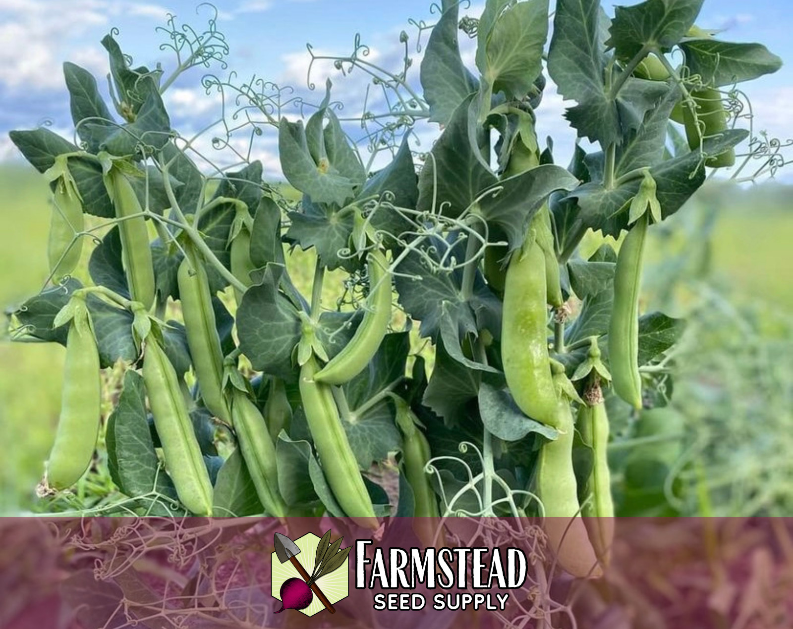 90+ Sugarsnap Pea Seeds Vegetable Gardening, Heirloom, Non-GMO, FREE SHIPPING
