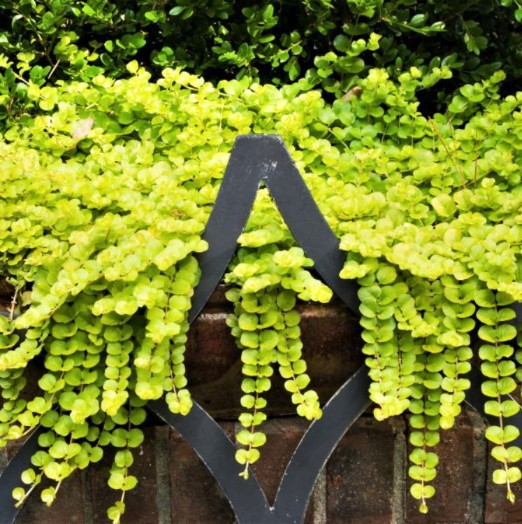 6 Golden Creeping Jenny Live Starter Plants – Perennial Groundcover – Zones 3-9