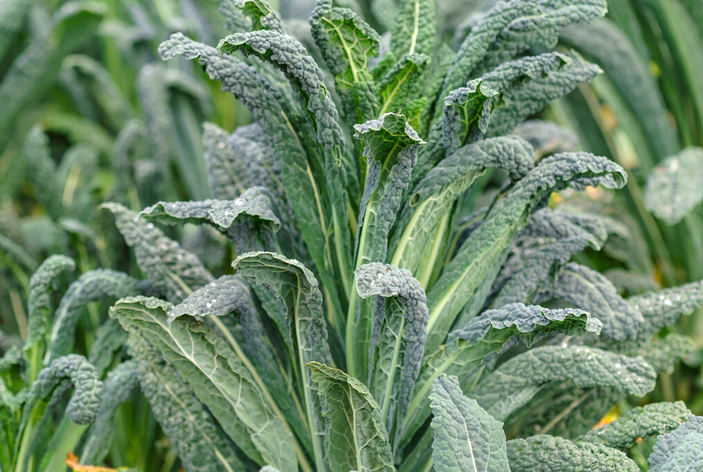 100 Lacinato or Dinosaur Kale Seeds Heirloom NON-GMO Fresh Seeds for Your Garden