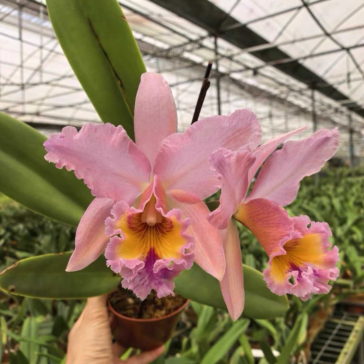 Rlc. George King ‘Serendipity’ AM/AOS Blooming Size Cattleya Orchid Live Plant