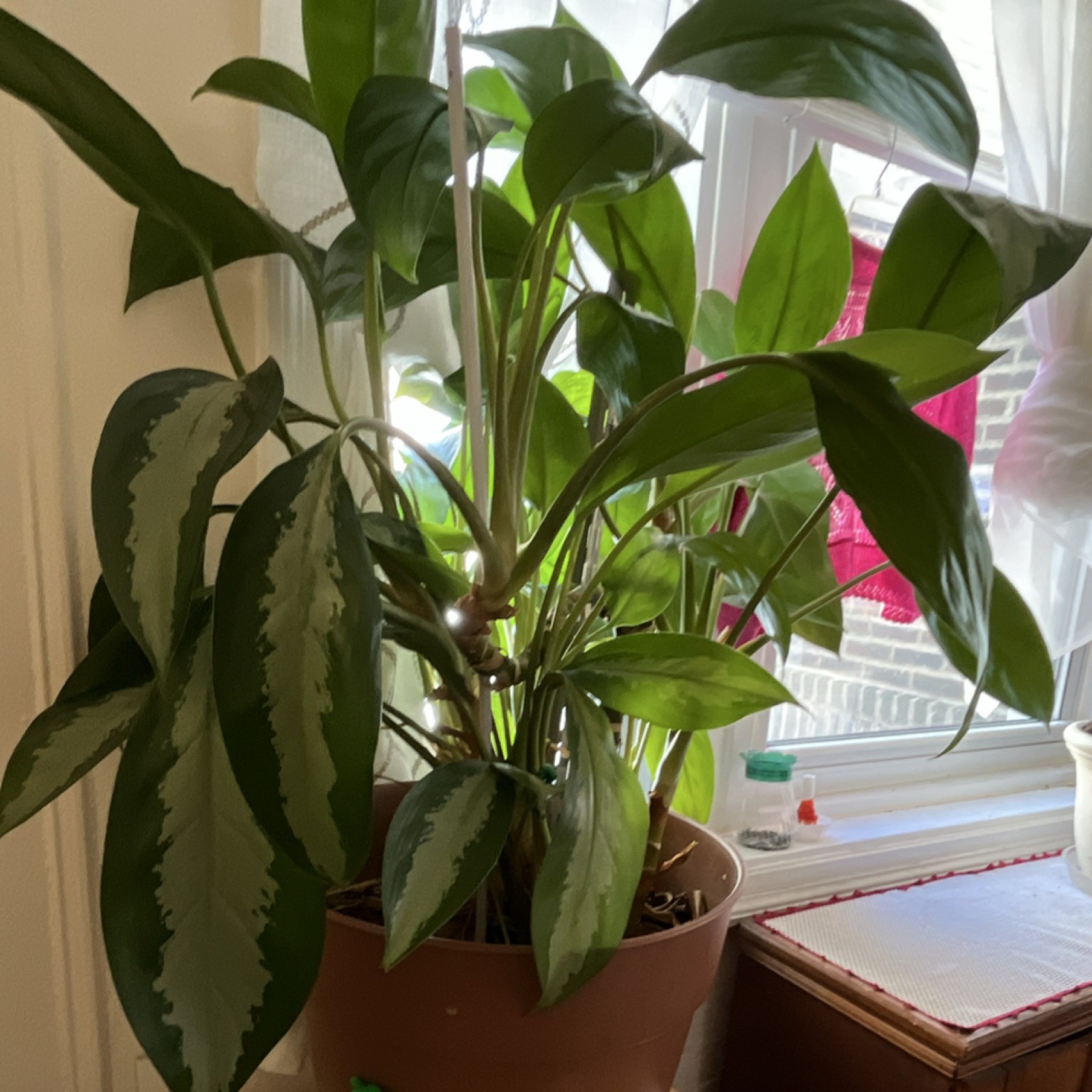 Chinese Evergreen Potted Houseplant Green & Silver Broadleaf Air Purifying