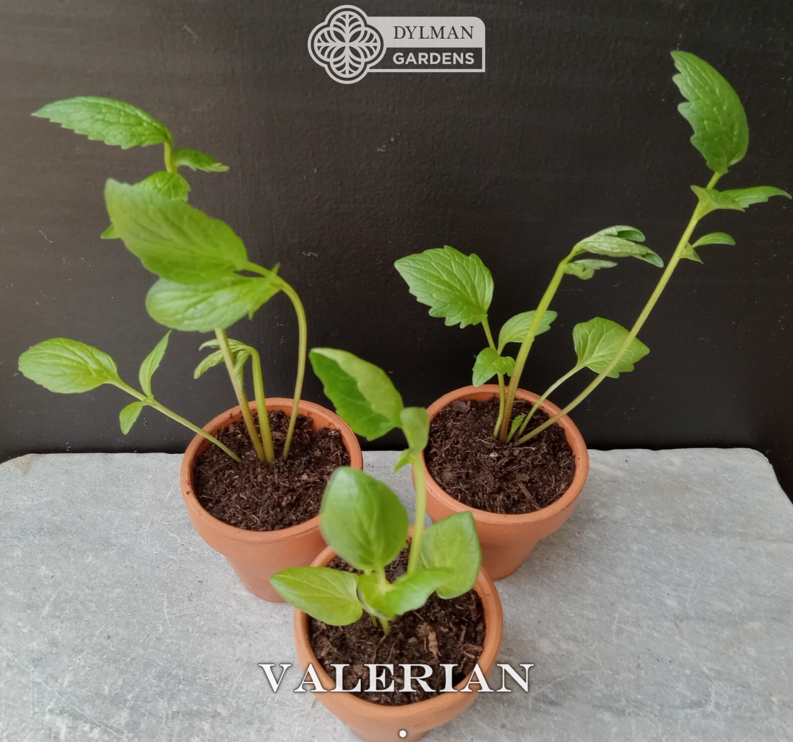 Valerian Plant (Valeriana officinalis) Garden Heliotrope – All-heal – Herb Plant