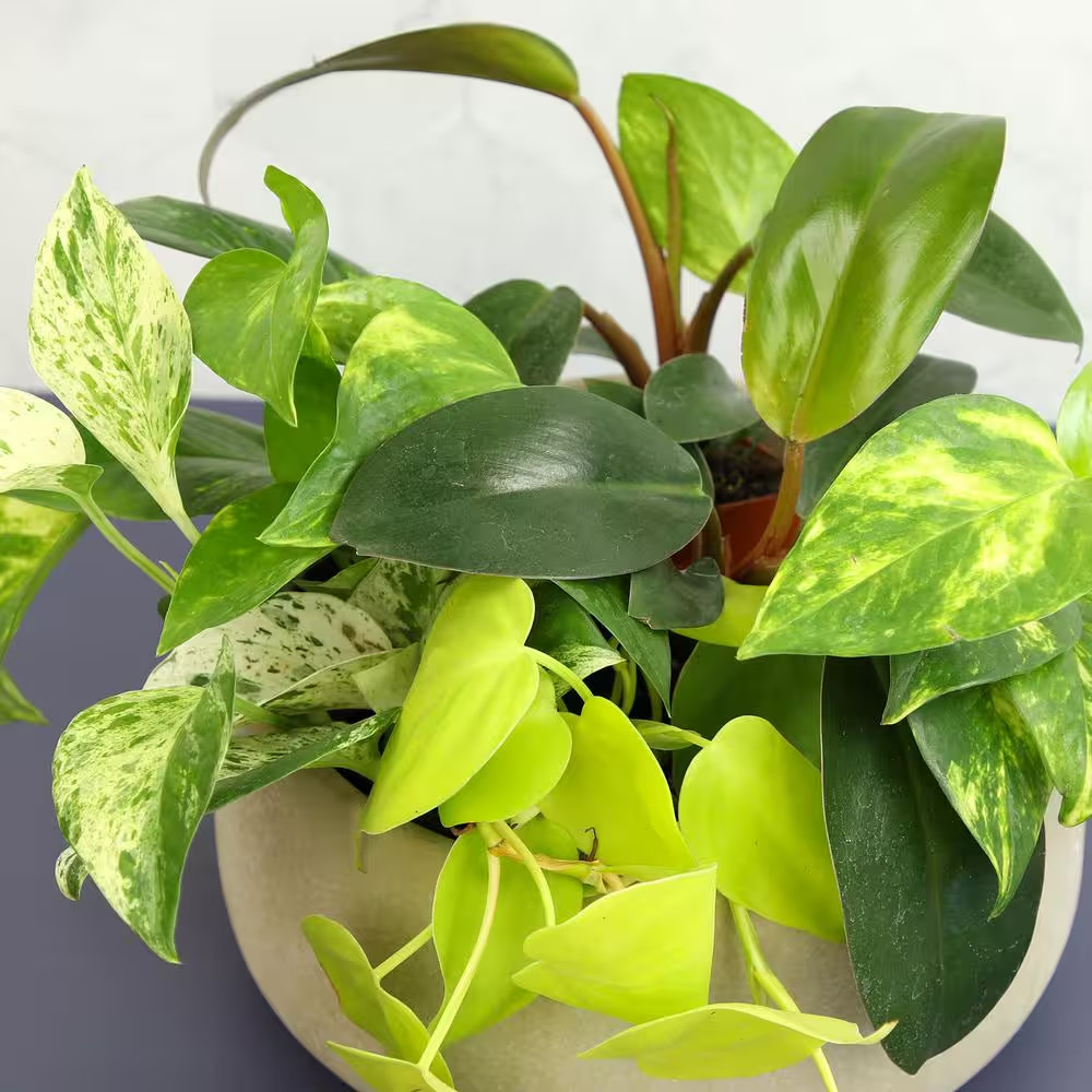 2 In. Plentiful Pothos and Philodendron Indoor Houseplants Pack (Includes 6 Easy