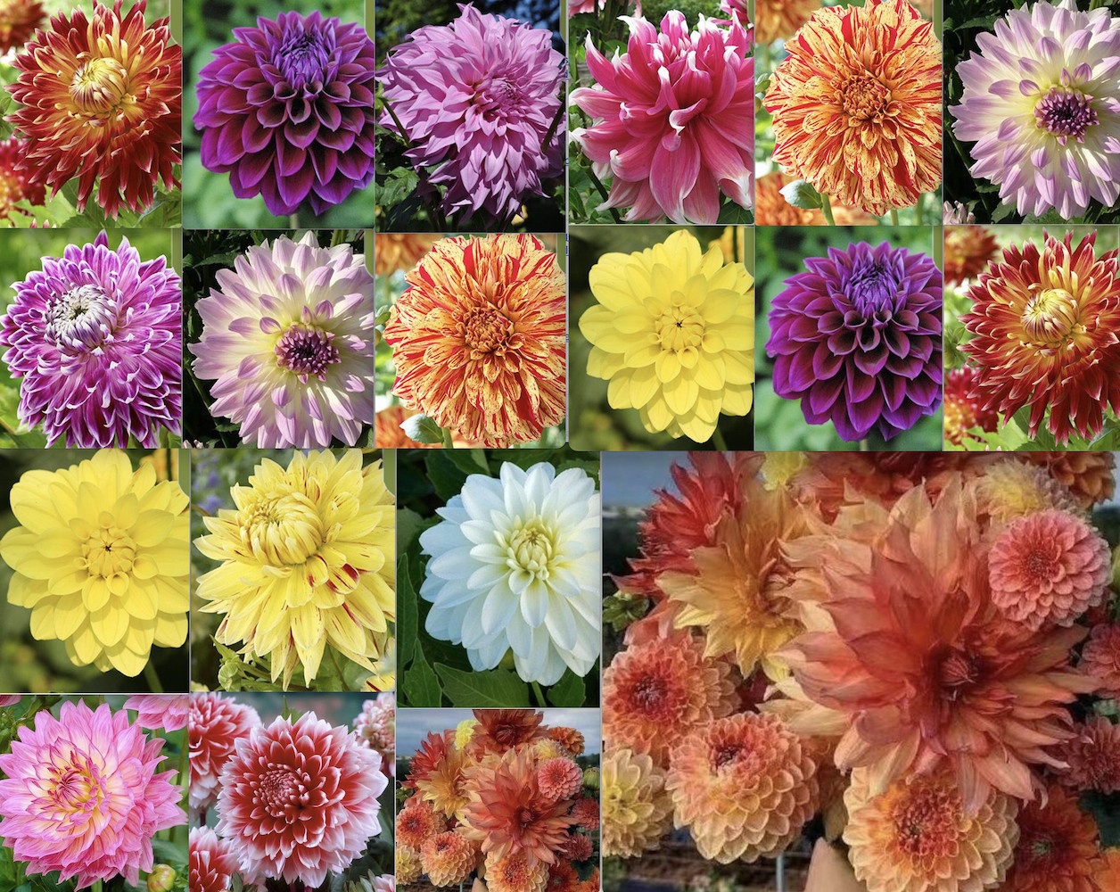 25pc DAHLIA SEEDS Garden Plant Flower bloom rare exotic USA seller FREE shipping