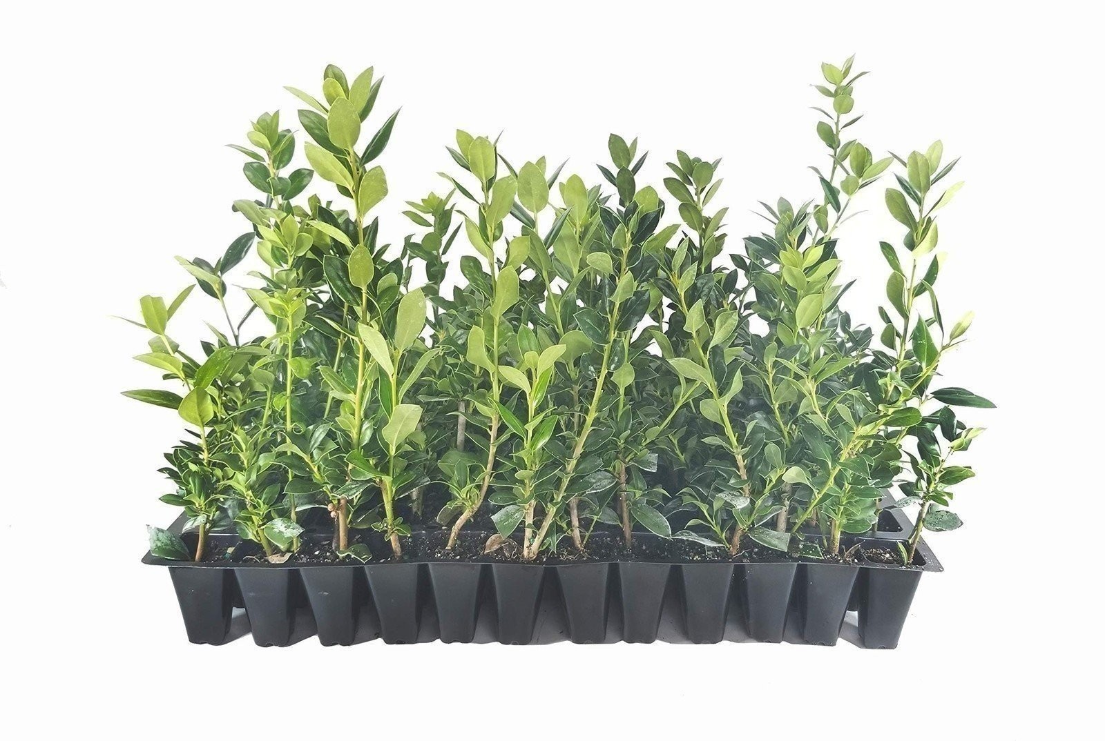 Needlepoint Chinese Holly | 50 Live 2 Inch Plants | Ilex cornuta | Evergreen