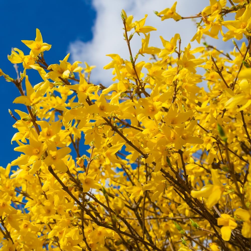 Lynwood Gold Forsythia Shrub 6-14 Inch Height, in Pot