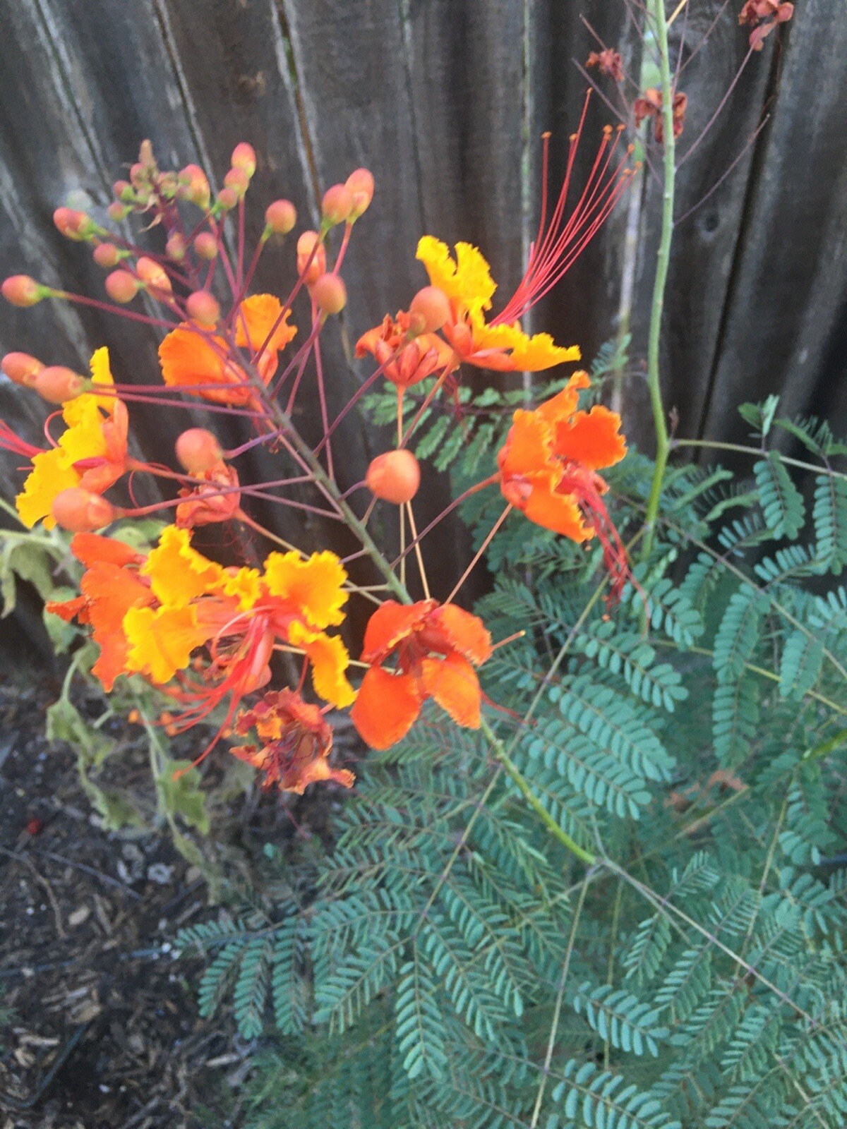 Pride of Barbados  15 seeds