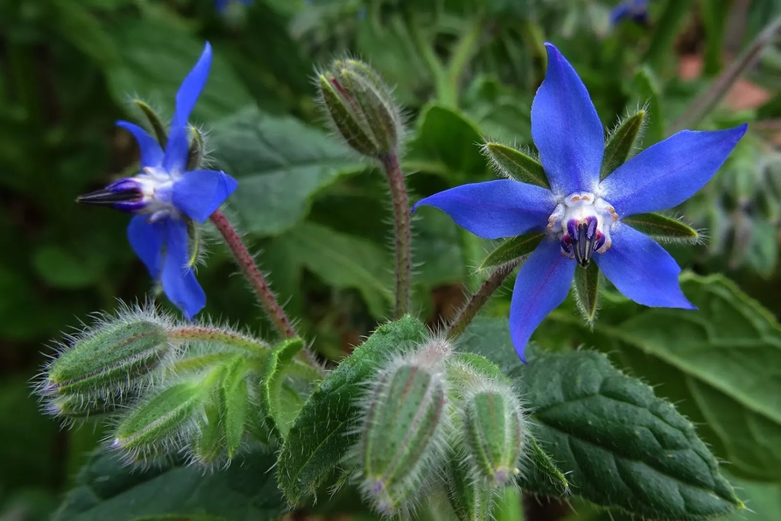 100+ Borage Herb Seeds — Pest Repellent — Heirloom — NON GMO — FRESH