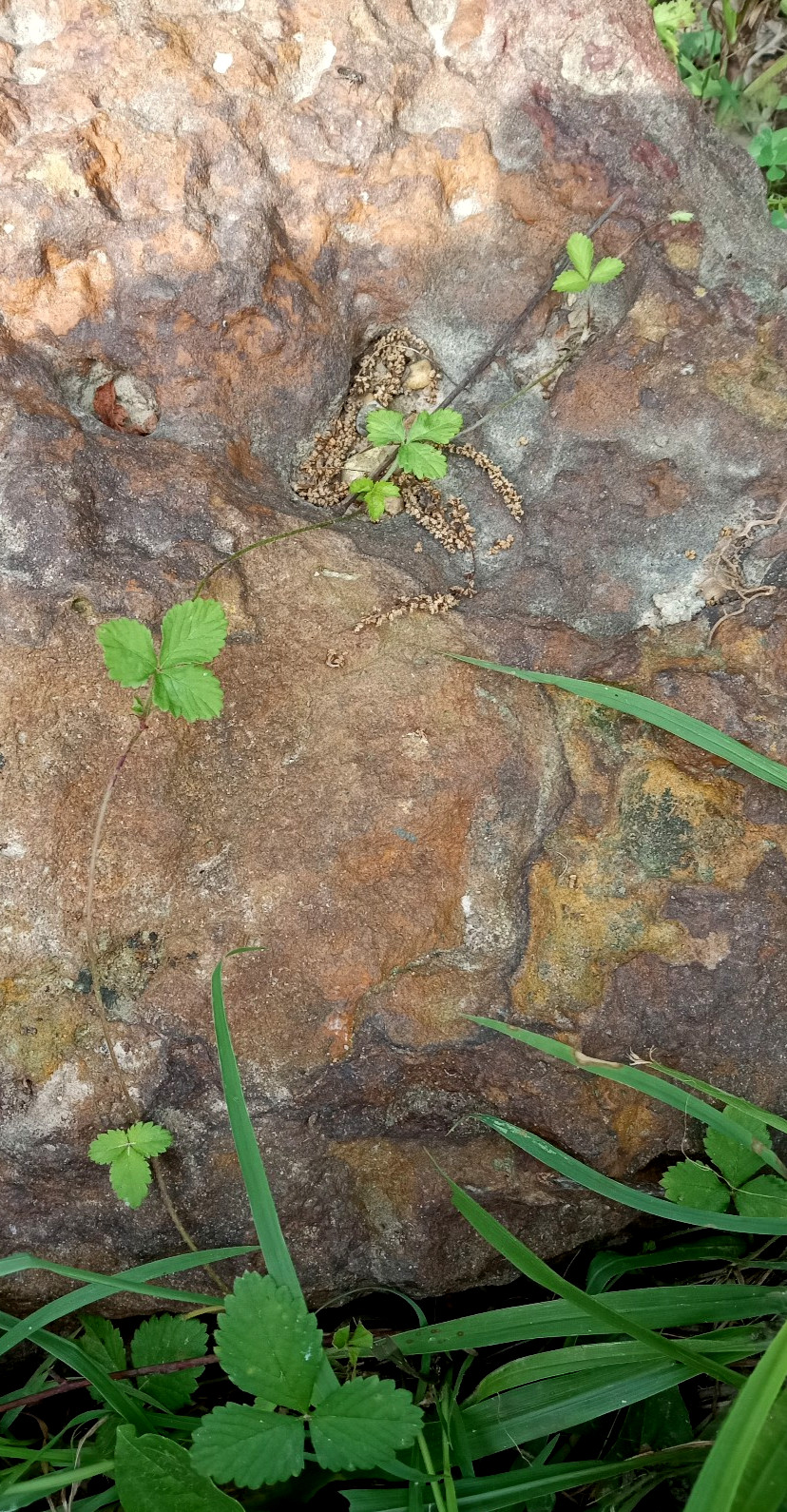 Wild Strawberry/Indian Strawberry ( Duchesnea indica) Ground Cover- 2 Plants