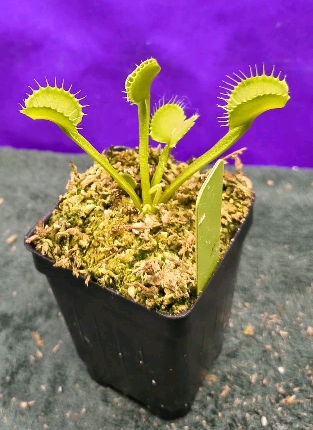 Venus Flytrap GAP TEETH Young Division Carnivorous Plant