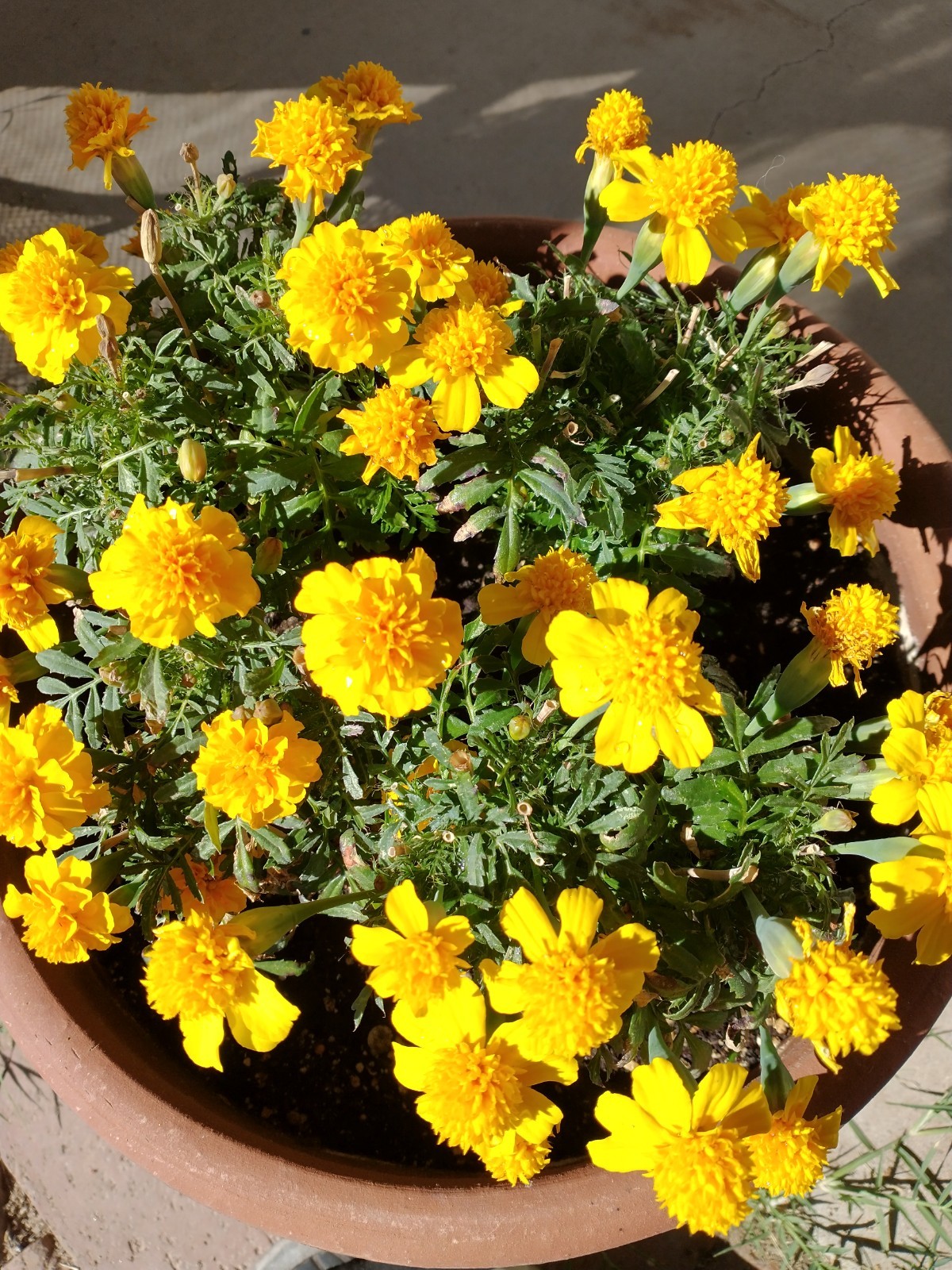 Dwarf Marigold Gypsy Sunshine Seeds