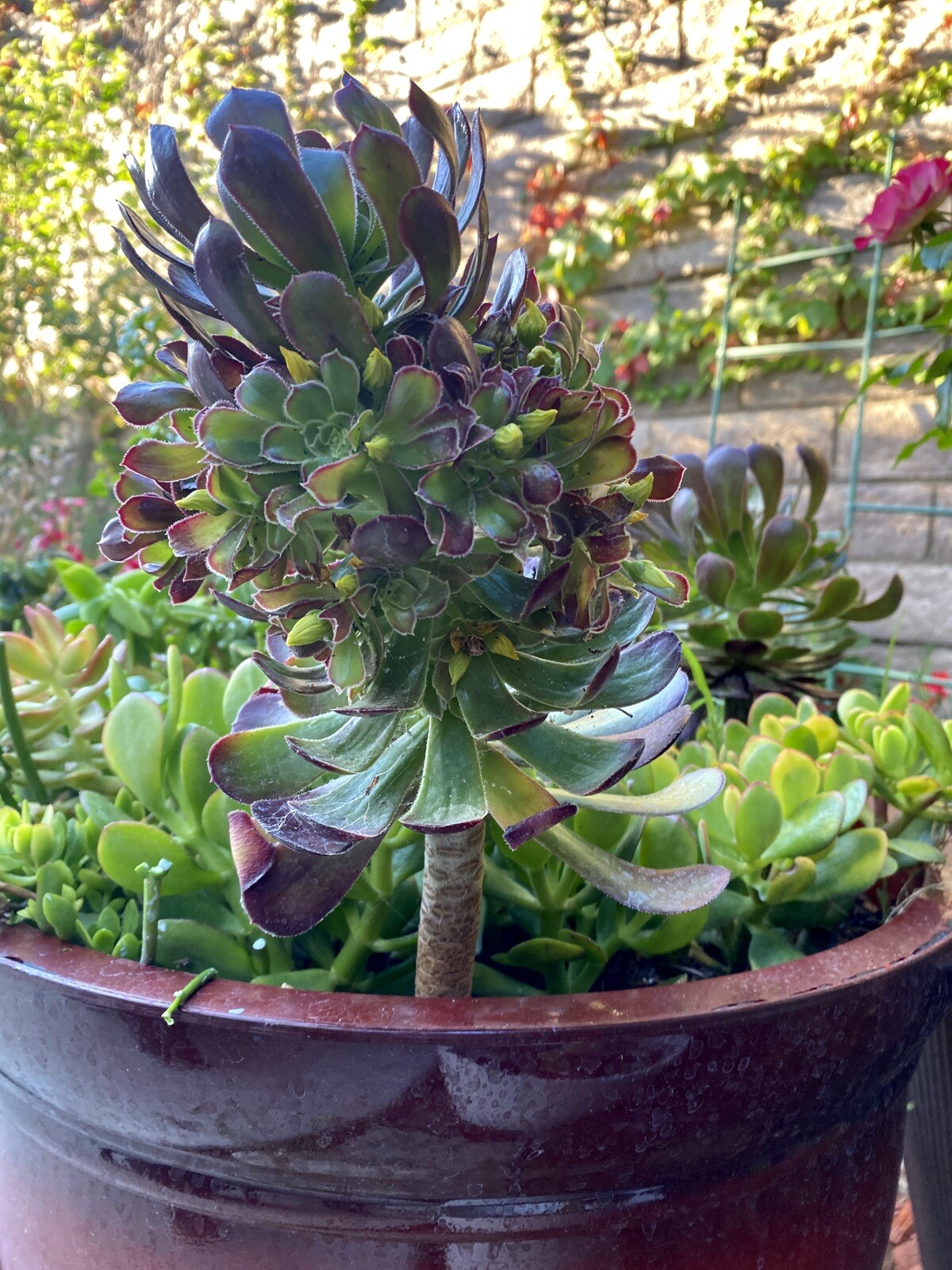 4 RARE Succulent Cuttings Aeonium Arboreum for $18.99 ORGANIC