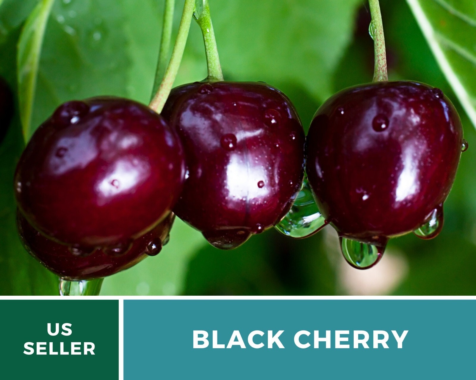 Cherry, Black – Cherry Tree – 15 Seeds – Culinary & Medicinal (Prunus serotina)