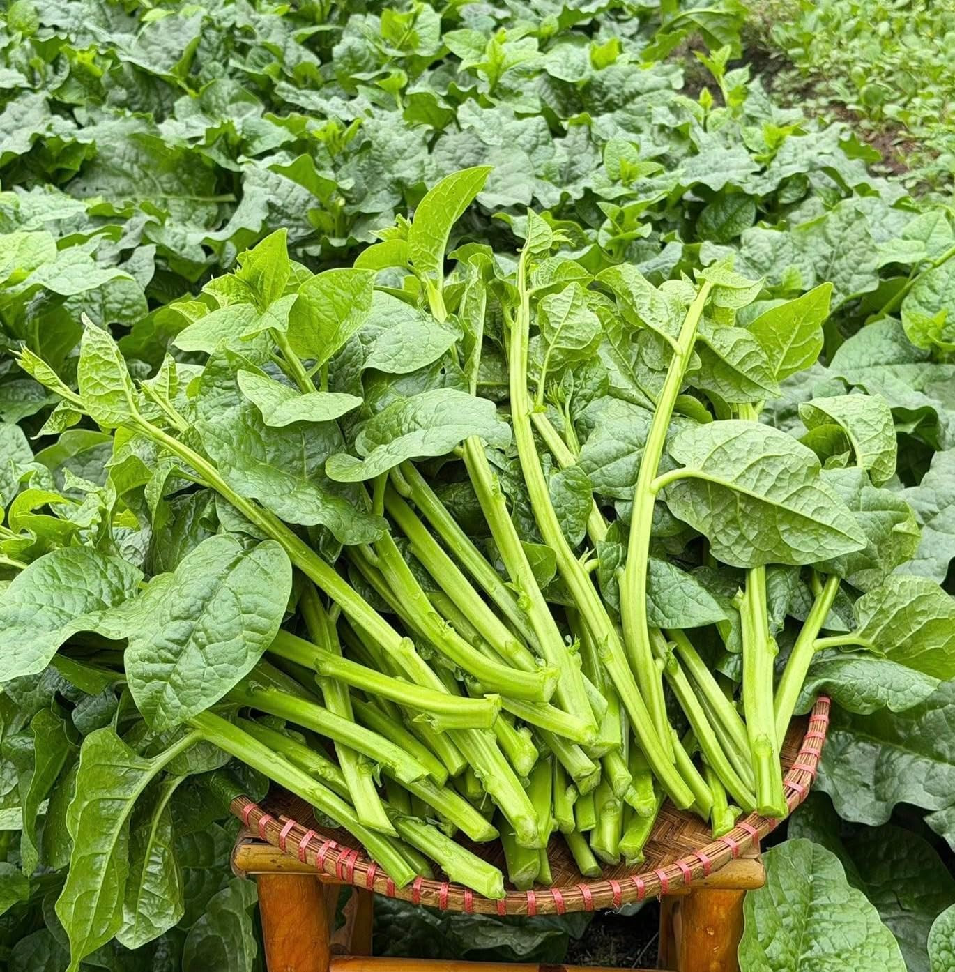 100+ Organic Malabar Spinach Seeds – Rau Mồng Tơi – Basella Alba – Climbing Spin