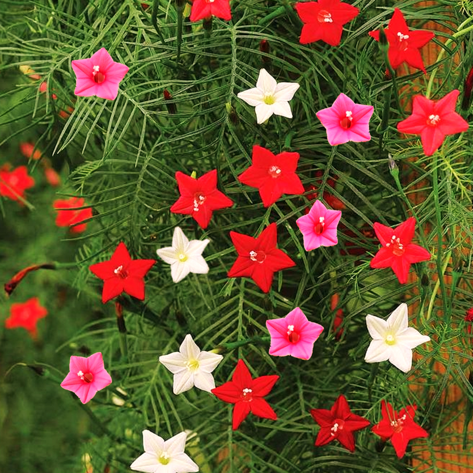 Mixed Colors Cypress Vine Seeds – For 2025 Planting Ipomoea Quamoclit Cardinal