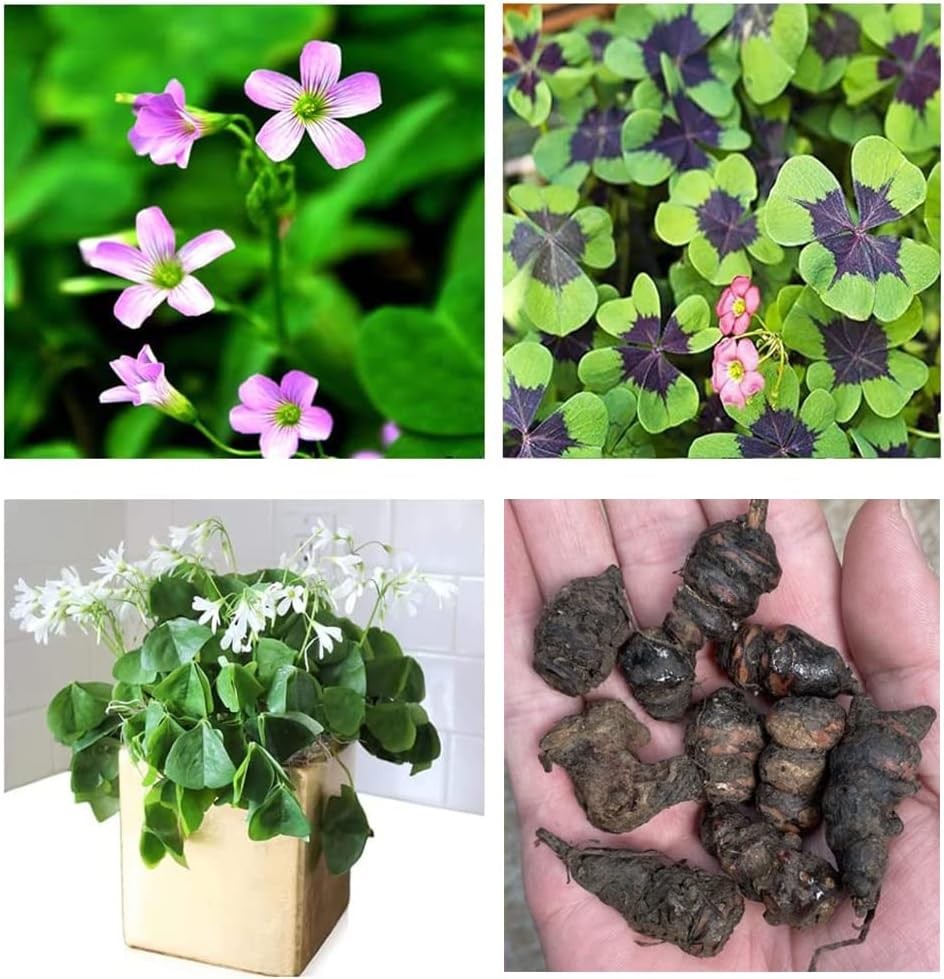 Green Shamrock Bulbs 15 Luck Oxalis to Plant, Easy