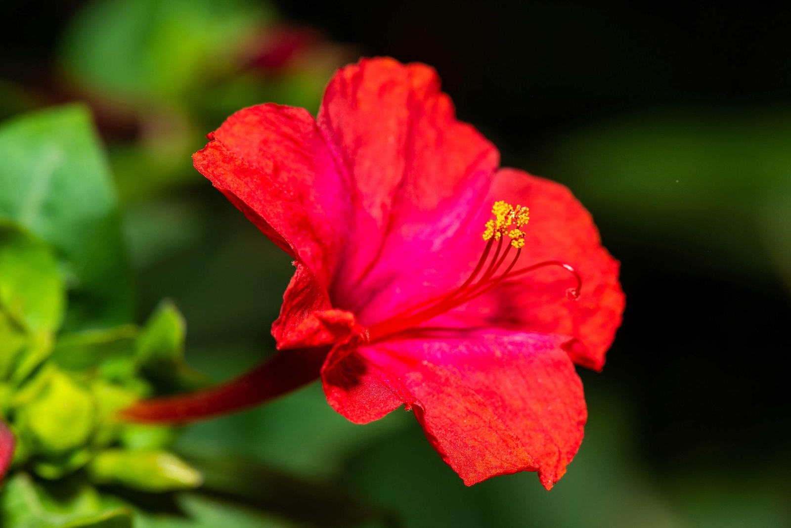 25 RED FOUR O’CLOCK Marvel of Peru Mirabilis Jalapa Flower Seeds