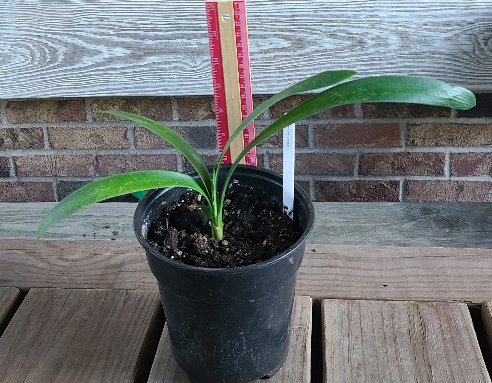Clivia Compact Hirao cross orange with large green throat white edge 1 plant