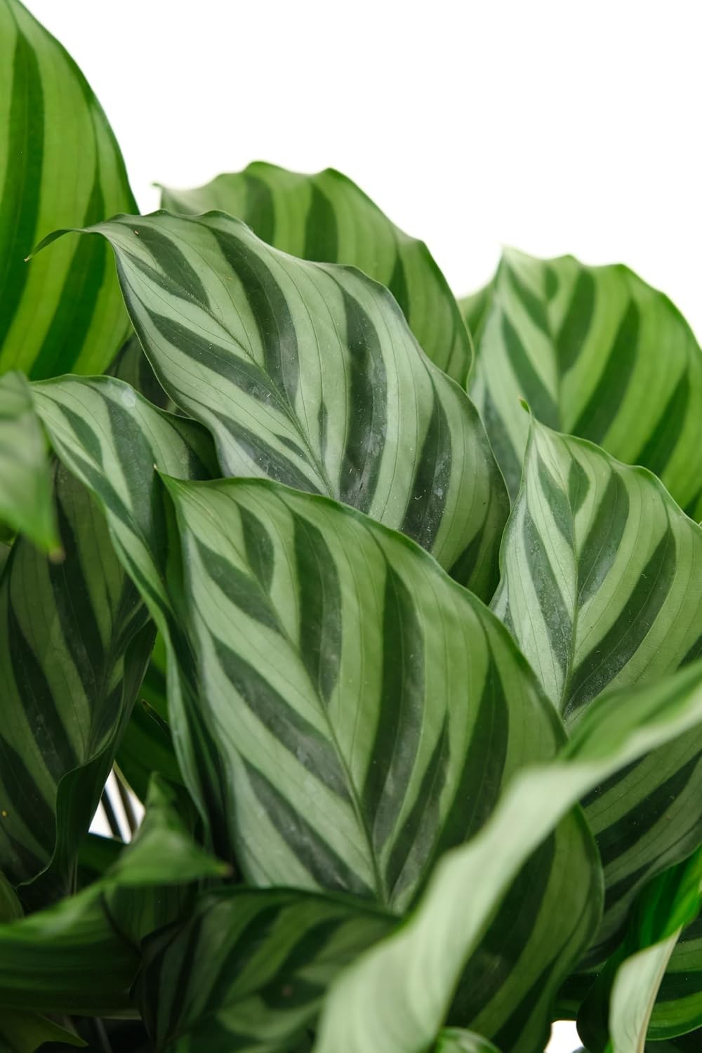 Shop Succulents Calathea Concinna Freddie, Live Indoor Plant, Easy Care Tropical
