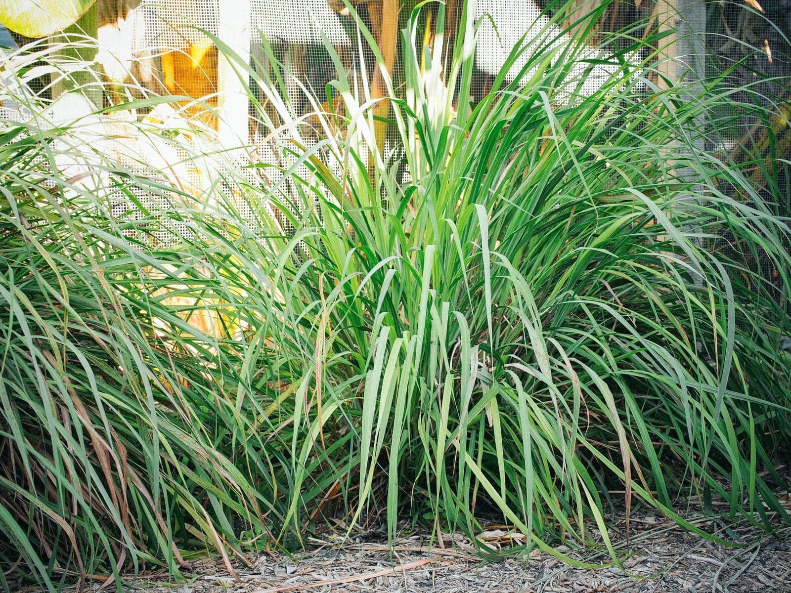 30 starter stalks of live Lemongrass – Grow Versatile, Fragrant, Edible Bushes