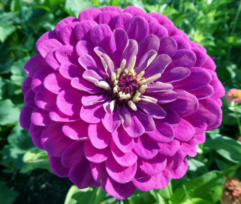 Zinnia PURPLE PRINCE Heirloom 5″ Blooms Butterflies Pollinators 100 Seeds