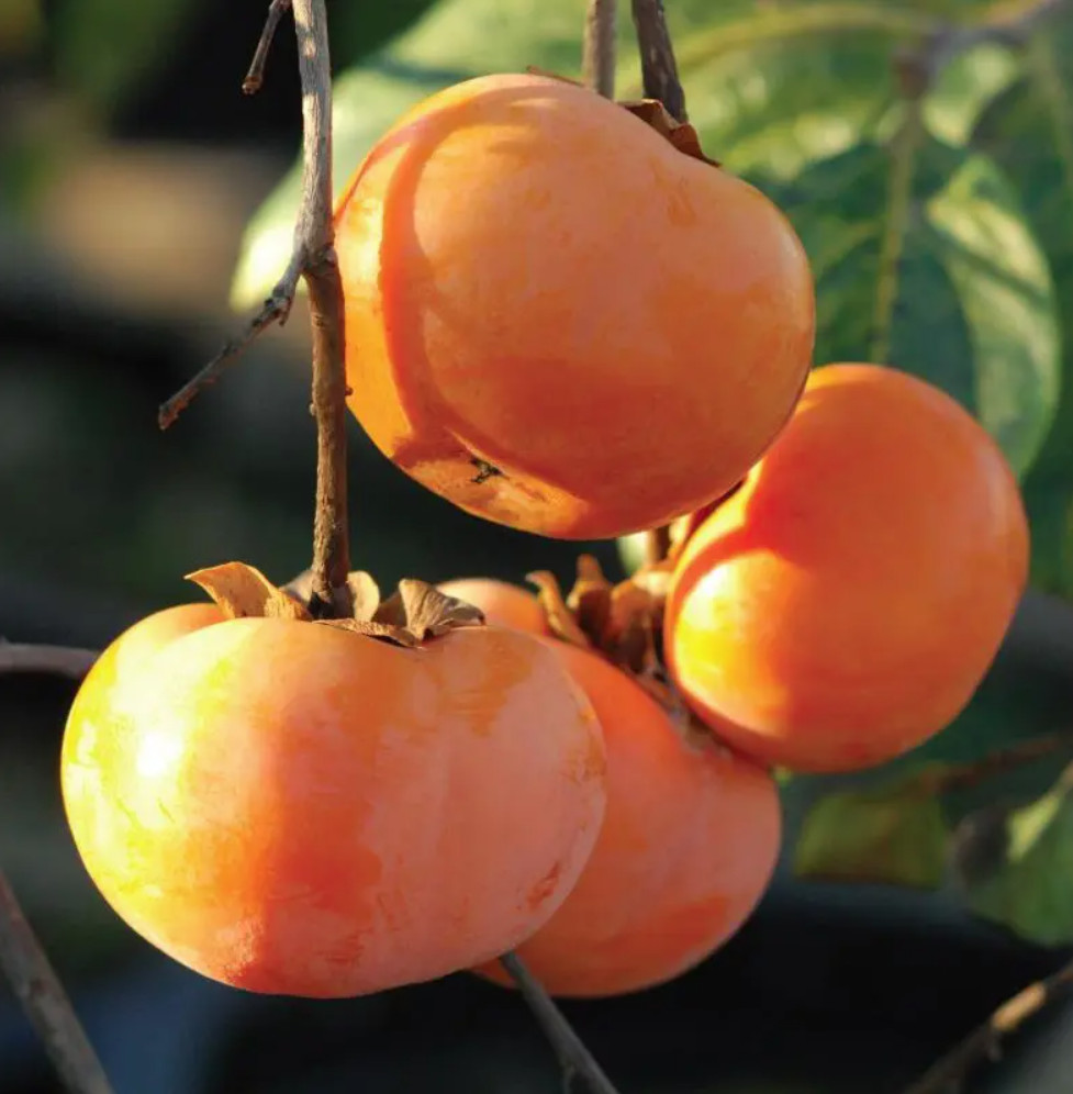 2x Ichi-Ki-Kei-Jiro Asian Persimmon Fresh 2026 Fruit Tree Scion Wood for Graft
