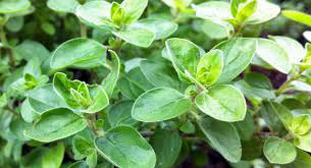 Marjoram Sweet, Heirloom, NON GOM, (50+) Herb, Majoram Sweet Seeds