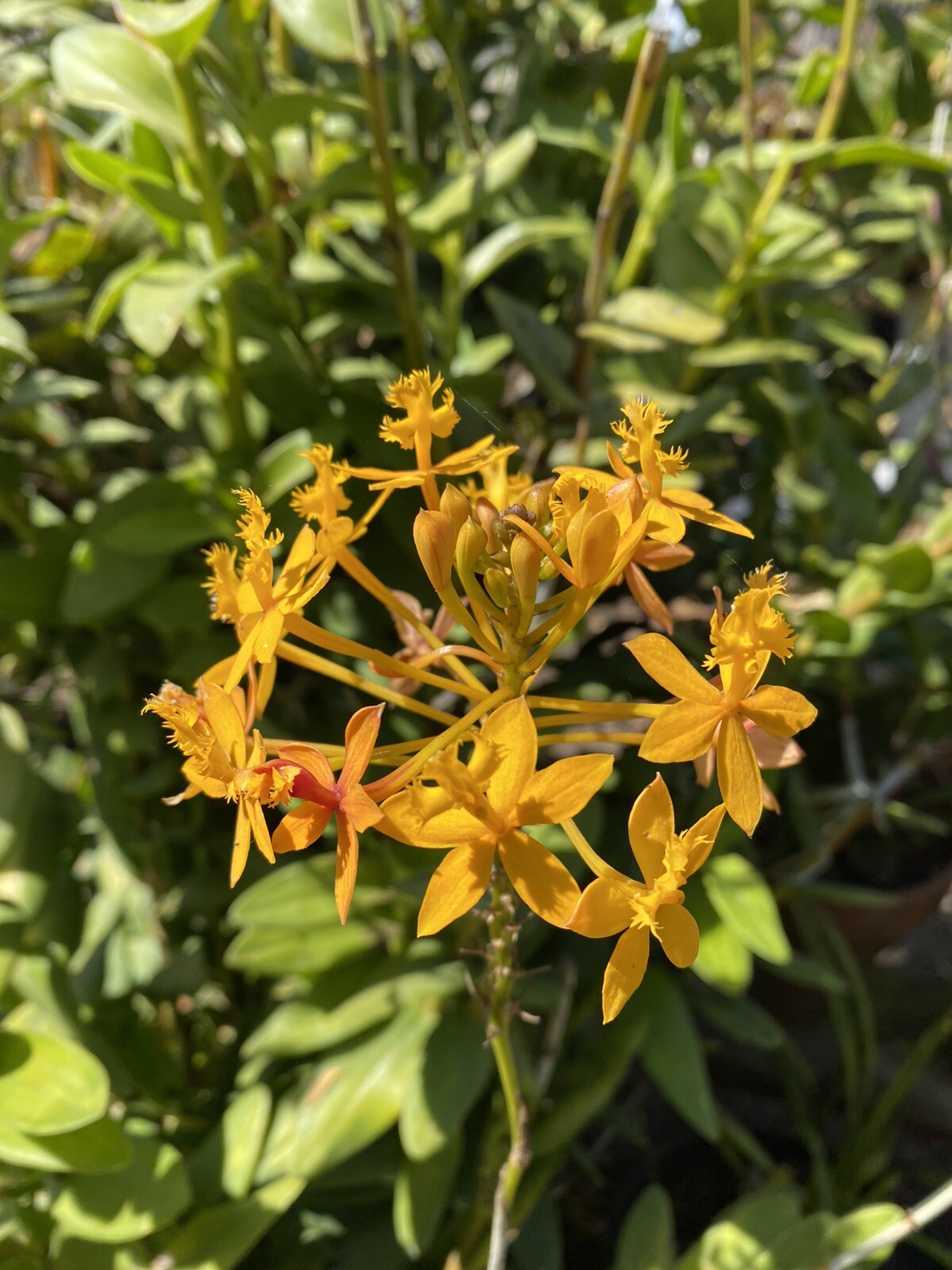 EPIDENDRUM Orchid 3 Pieces With Roots Red/Yellow/Orange/Purple 4’- 8’ Long.
